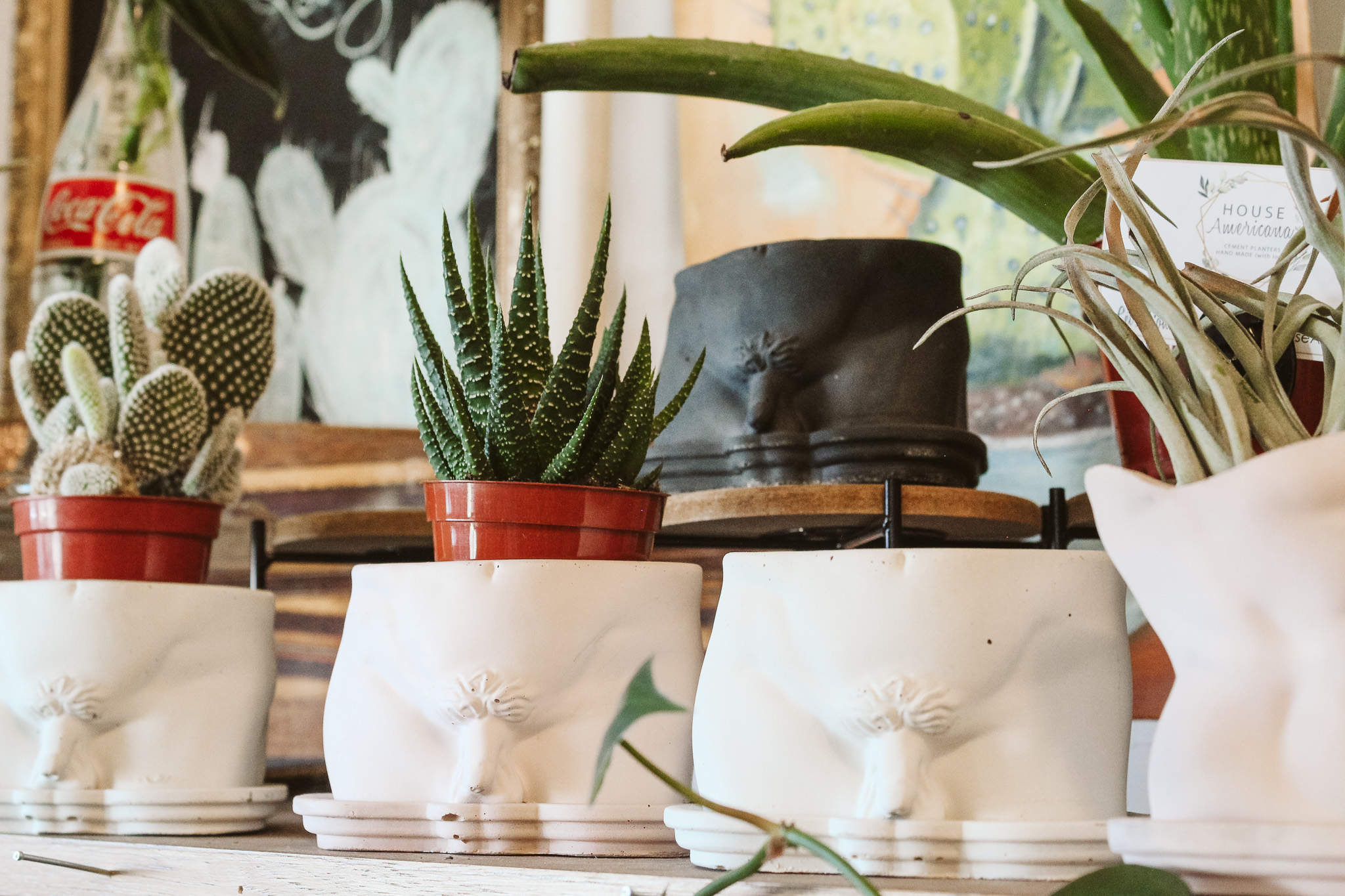 Merch & More | Explore Local Treasures — TigerLily Goods